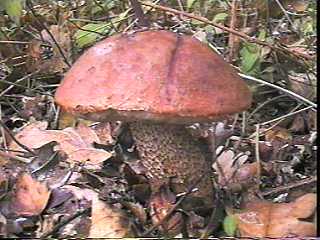 bolet orang
