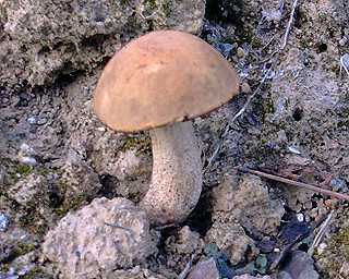 bolet des peupliers