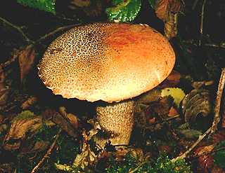 bolet roussissant