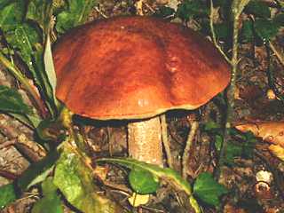 bolet orang